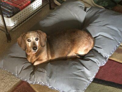 Older dachshund